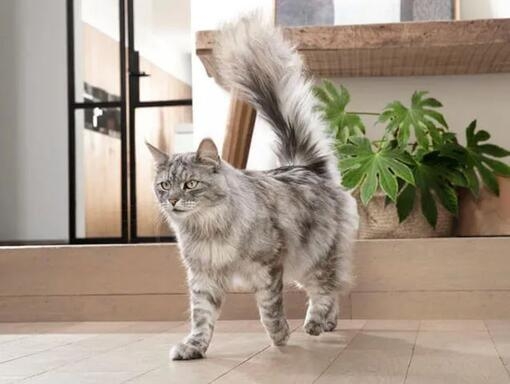 Purina ONE® ernæringsmessig balansert hunde- og kattemat | Purina